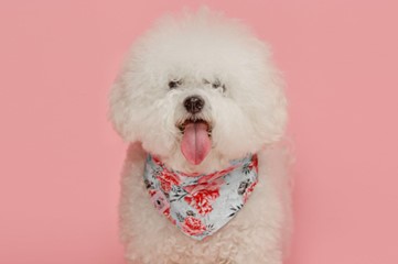 Um cão da Bichon Frisé com um lenço branco com rosas e língua de fora.