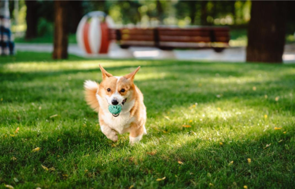 um cachorro correndo na grama com bolinha na boca.