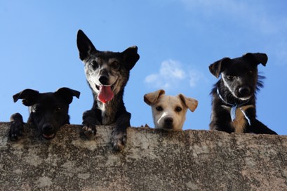 Quatro cachorros filhotes em cima de um muro