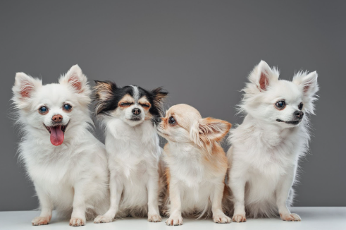 Vários cães da raça Chihuahua interagindo