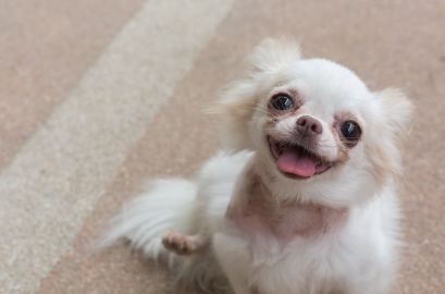 Um Chihuahua branco sorrindo.