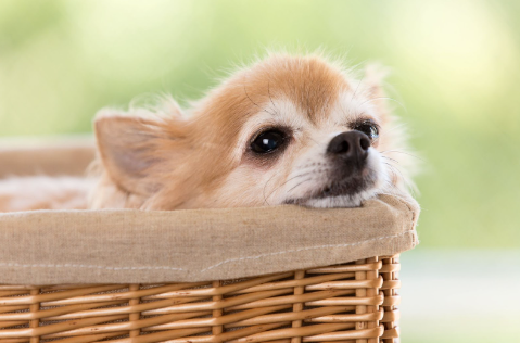 Um Chihuahua caramelo em uma sexta deitado com a cabeça na borda.
