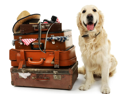 malas de viagem empilhadas ao lado de um cachorro.