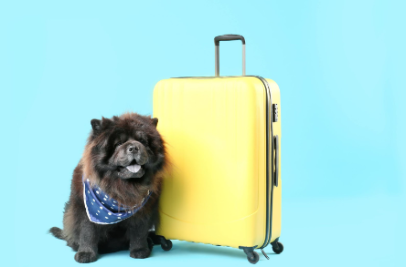 Cachorro de porte pequeno preto ao lado de uma mala de viagem amarela.