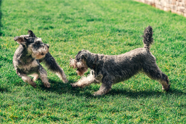 Dois cães da raça Schnauzer correndo em um gramado em campo aberto.