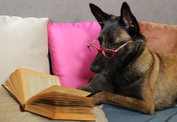 Um cão pastor com óculos deitado em um sofá lendo um livro.