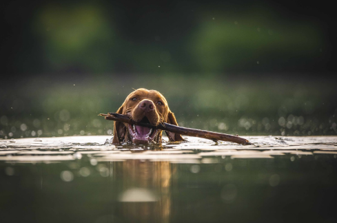 Um cão em uma lagoa nadando com um galho de árvore na boca.