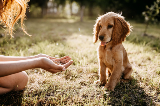 Um cão ao ar livre sentando olhando para a mão de uma mulher que contém ração.