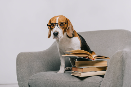 Um cão sentado em um sofá com óculos e livros.
