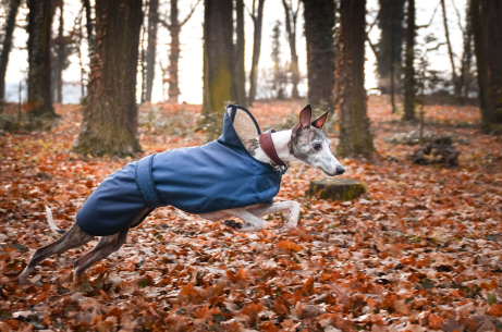 Um cão Whippet com uma roupa azul de capuz, correndo em um local aberto com árvores e folhas secas.