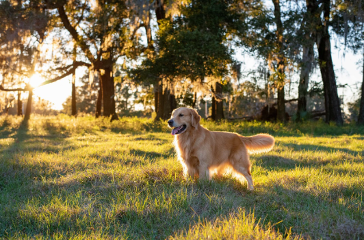 Um Golden Retriever parado em pé com a língua de fora em um campo com grama e árvores sob a luz do sol.