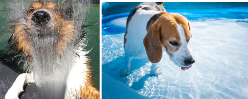 Um cão se divertindo com uma mangueira jogando água em seu focinho e Um cão em uma piscina de plástico.
