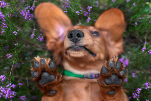 um dachshund deitado em grama e flores violetas com as patas dianteiras levantadas.