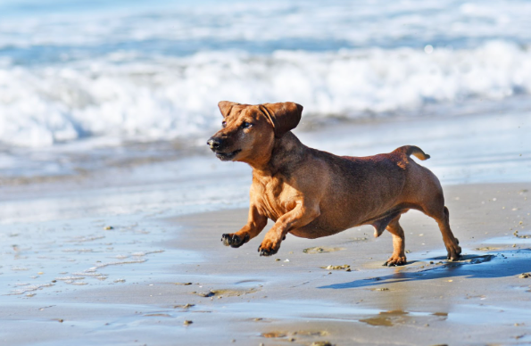 um dachshund correndo na praia.
