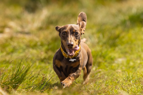 um dachshund correndo em um campo aberto com uma orelha para cima e a língua para fora.