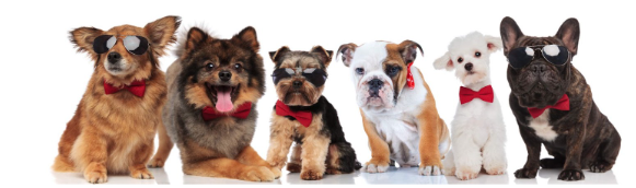 Seis cães de raças diferentes de portes pequenos e médios, sentados com gravatas e alguns com óculos.