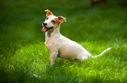 Um Jack Russell Terrier branco com manchas marrons parado na grama.
