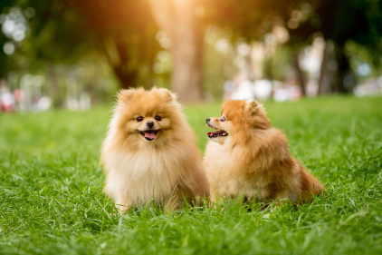 Dois cães na grama sentados um do lado do outro.