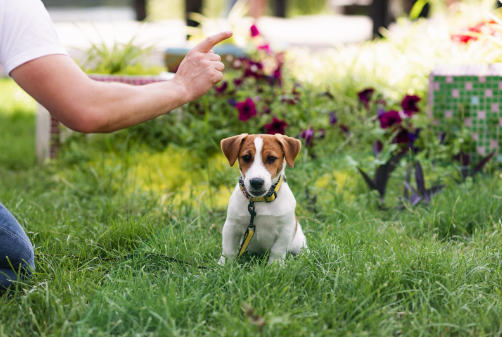 Um Jack Russell Terrier branco com manchas marrons e uma coleira, sentado na grama com uma mão humana fazendo um sinal. 