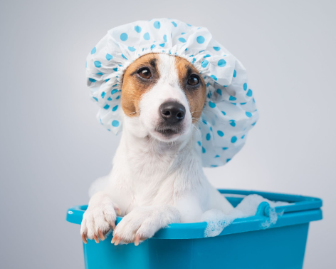 Um Jack Russell Terrier branco com manchas marrons em um balde azul, com uma toca de banho de bolinhas azuis. 