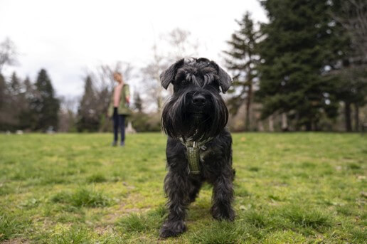 Um cão Scorrish Terrier preto em um campo aberto.