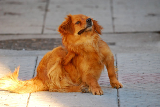Um cão de cor caramelo sentado com uma pata traseira coçando seu pescoço.