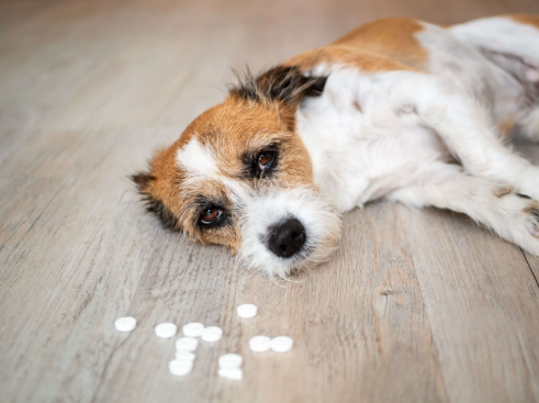 Um cachorro deitado com cara de triste ao lado de remédios.