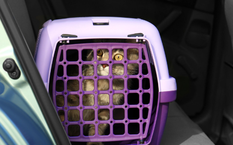 Um gato em uma caixa de transporte em um veículo.