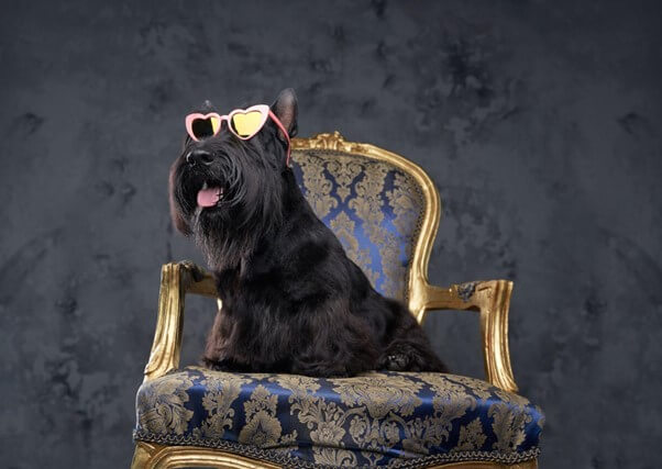 Um cão Scorrish Terrier preto em cima de uma poltrona vintage utilizando óculos em formato de coração. 