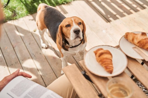 um cão olhando para uma mesa com croissants.