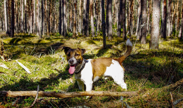 Um Terrier Brasileiro em uma floresta.