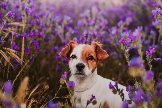 Um cachorro branco e marrom olhando para a foto em um campo com flores roxas. 