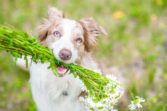 Um cachorro branco com orelhas marrons e olhos azuis com um maço de flores na boca em um campo florido.