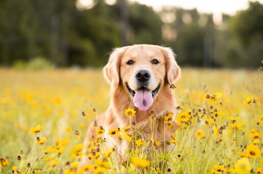 Um cachorro grande com língua de fora em um campo de flores amarelas. 