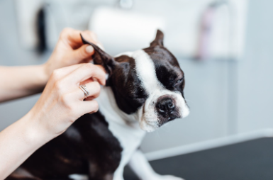 Um Boston Terrier tendo suas orelhas limpas com um pedaço e algodão.