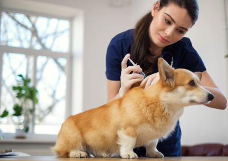 Um cachorro de médio porte sendo vacinado.
