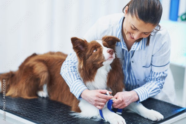 Uma médica veterinária realizando um procedimento na pata de um cachorro.