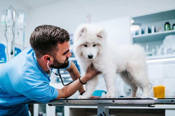Um médico veterinário realizando uma escuta cardíaca em um cachorro.