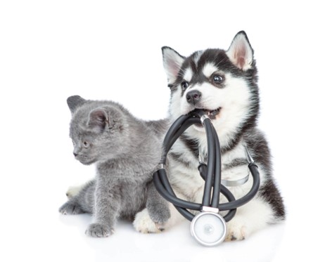 Um gato cinza filhote e um Husky filhote com um estetoscópio na boca.