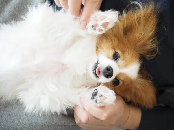 Papillon – Curiosidades e guia completo de raça