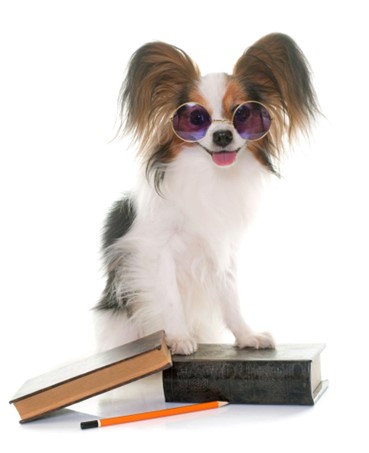 Um cão da raça Papillon com óculos de sol sorrindo em cima de livros.  