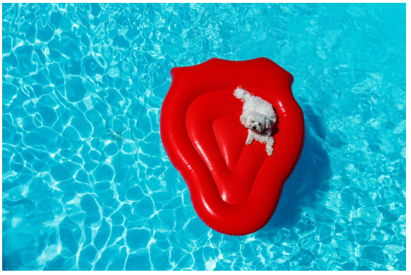  Um cão poodle branco em uma boia em uma piscina.