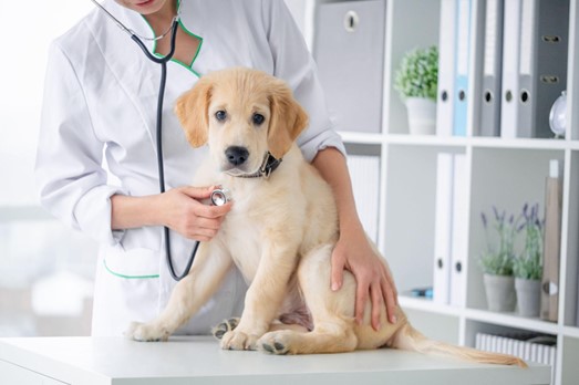 Um cão filhote em cima de uma mesa veterinária, com uma profissional escutando seu coração. 