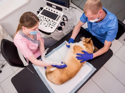 Um cachorro em uma mesa cirúrgica com dois profissionais, realizando um ultrassom. 
