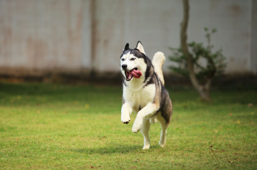  Um Husky Siberiano branco, marrom e preto, correndo com a língua de fora em um campo. 