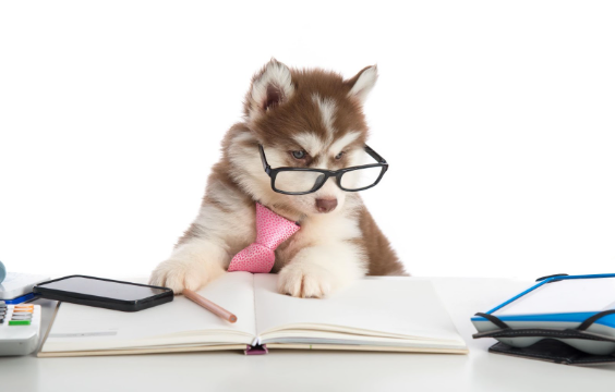 Um filhote de Husky Siberiano marrom com uma gravata e óculos sobre uma mesa com um caderno e materiais de estudo.