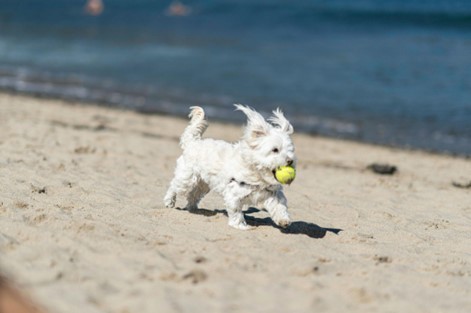 Um Maltês correndo pela praia com uma bolinha na boca,