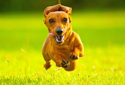 Um cão Dachshund correndo em um campo.
