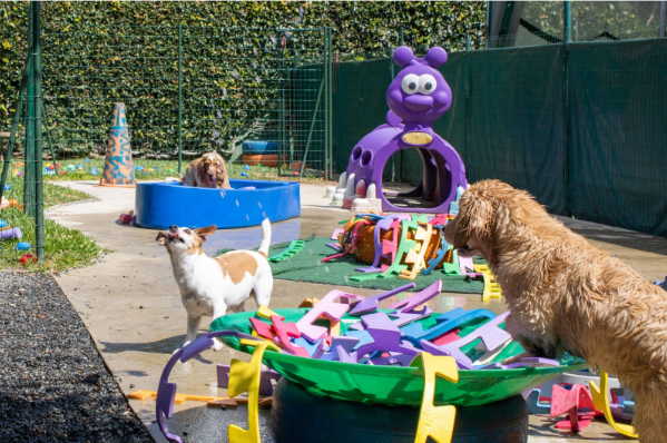Uma creche para cachorros, com vários equipamentos e cachorros se divertindo.