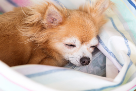 Um cão idoso de porte pequeno dormindo enrolado em uma manta. 